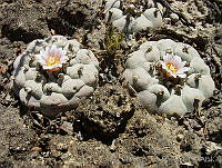 CGVM0518 Lophophora williamsii.jpg