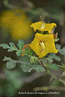 RRR0854 Solanum rostratum.jpg
