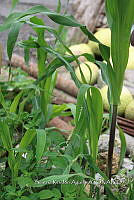 SG002 0050 Zea mays subsp. mexicana.jpg