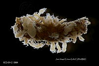 ME006 Z 0207 Hydractinia mar - (Gasca & Calder, 1993).jpg