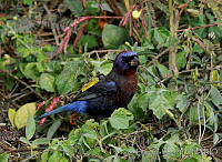 ELC0105 Passerina versicolor.jpg