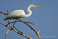 PC0002 Ardea alba.jpg