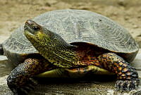 MDL0337 Rhinoclemmys pulcherrima.jpg