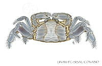 UNAM_FC-SISAL-0087 Pinnotheridae.jpg