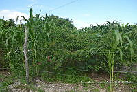 SG019 0241 Zea mays.jpg