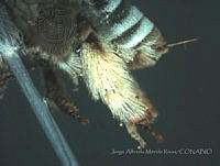 JAMR1774 Tetraloniella donata.jpg
