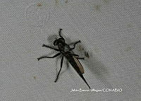 JBV060 Asilidae.JPG