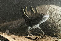 MASM08002 Ambystoma mexicanum.jpg