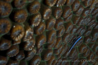 IDG0659 Elacatinus sp.,.jpg