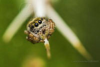 CZR04 Paraphidippus aurantius.jpg