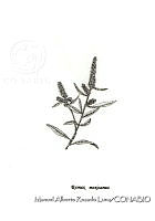 MARL0596 Rumex mexicanus.jpg