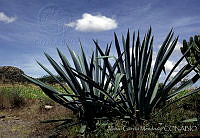 AGM0008 Agave americana.jpg