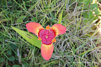 proy JF091 0479 Tigridia pavonia.JPG