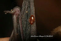 JBV001 Cimex pilosellus.JPG