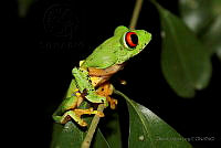 OJL072 Agalychnis callidryas.jpg