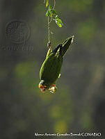 MAGB 0030 Eupsittula canicularis.JPG