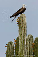 MASM05737 Fregata magnificens.jpg