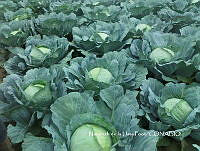 ZG012 0006 Brassica oleracea.jpg