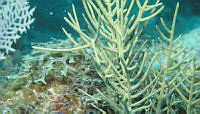 NE018 0935 Acropora cervicornis.jpg
