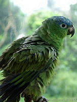 ILT0002 Amazona farinosa.jpg