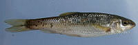 HE009 P 0074 Rodapiedras del centro.jpg