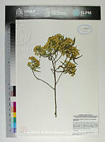 JAdNV0469 Barkleyanthus salicifolius.JPG