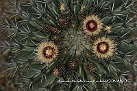 MN6PyH0091 Ferocactus recurvus.jpg