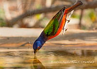 RIAA001 Passerina ciris.jpg