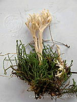 CBA0335 Clavulina rugosa.JPG