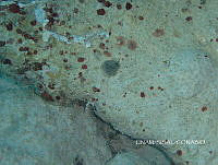 NE018 0867 Dendrodoris krebsii.jpg
