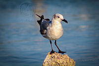 FBA0621 Leucophaeus atricilla.jpg