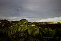 IDG06 Echinocactus platyacanthus.jpg