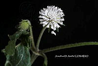 ME010 JA 00243 Melanthera nivea (L.) Small, 1903.JPG