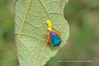NCCM 001 Edessa rufomarginata.jpg