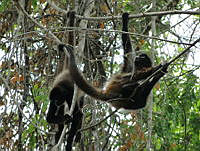 TDJOM014 Ateles geoffroyi.jpg