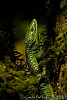 EGP0254 Abronia smithi.jpg