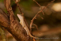 IDG0502 Anolis sericeus.jpg