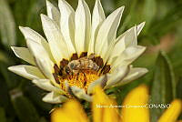 MN6F0080 Apis sp.jpg