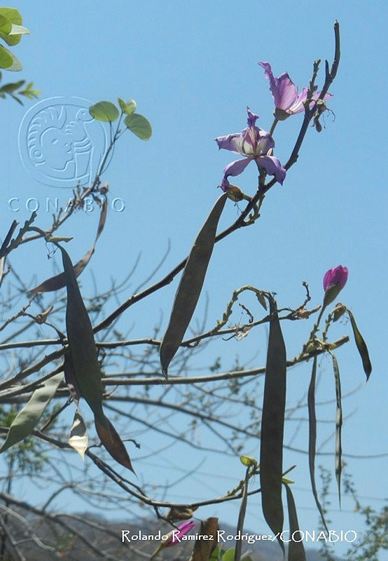 RRR0086%20Bauhinia%20variegata.jpg.nyfL29b McE1x9FhQA3g0JtbmFja29CbnFuZ3NAbXJ6LGtwZwA.yLJ265jZDr