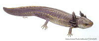 MAPM0728 Ambystoma amblycephalum.jpg