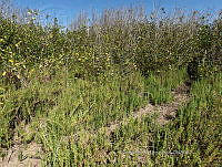 UM002 S0069 Avicennia germinans.jpg