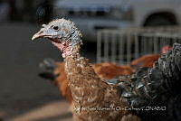 IMDOC3988 Meleagris gallopavo.jpg