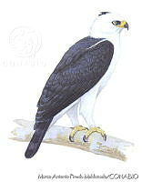 MAPM1179 Spizaetus melanoleucus.jpg