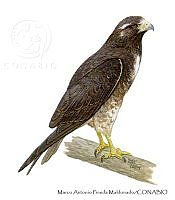 MAPM1299 Geranoaetus albicaudatus.jpg