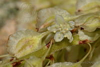 FJRS0179 Neomillspaughia emarginata.jpg