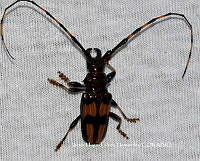 VHTH005 Trachyderes mandibularis ssp. mandibularis.JPG