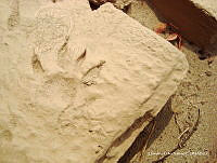 OTVHK040-594 Huella.TIF