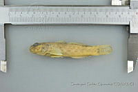 SGQ0142 Bathygobius lacertus.jpg