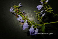Yolox 3287 Salvia decora Epling.jpg