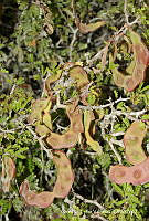 OTVHK040-111 Havardia elachistophylla.TIF